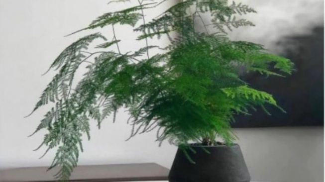 Tanaman Asparagus Fern [Shopee]