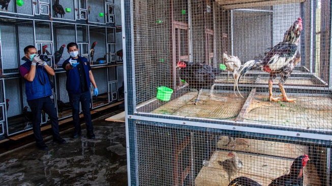 Polisi mengidentifikasi ayam bangkok sitaan di kandang penampungan sementara Kantor Balai Karantina Hewan, Ikan dan Tumbuhan Kepri, Kepulauan Riau, Selasa (11/8/2026). [ANTARA FOTO/Teguh Prihatna/agr]