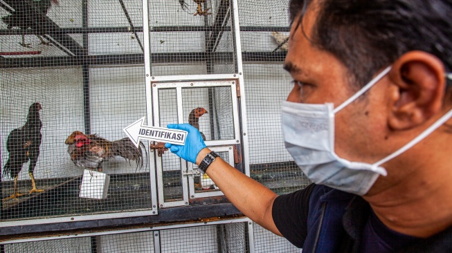 Polisi mengidentifikasi ayam bangkok sitaan di kandang penampungan sementara Kantor Balai Karantina Hewan, Ikan dan Tumbuhan Kepri, Kepulauan Riau, Selasa (11/8/2026). [ANTARA FOTO/Teguh Prihatna/agr]
