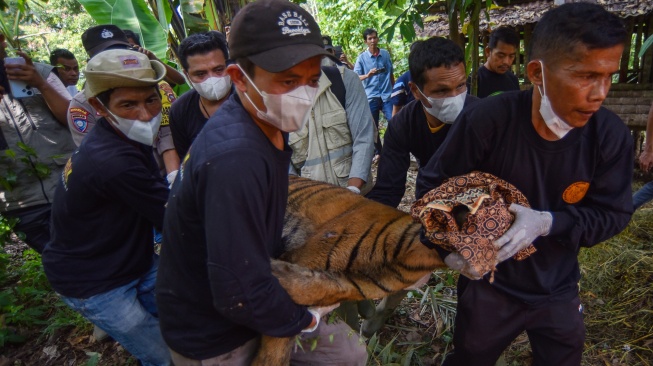 Tim Patroli Anak Nagari (Pagari) mengevakuasi Harimau Sumatera (Panthera tigris sumatrae) yang sudah dibius di Jorong Palimbatan, Nagari Pasie Laweh, Agam, Sumatera Barat, Rabu (12/8/2026). [ANTARA FOTO/Fitra Yogi/hma]