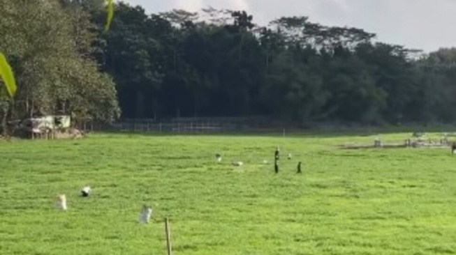 Kemarau Panjang Ubah Wajah Situ Gede, Air Menyusut Pemandangan Tak Biasa Ini Viral