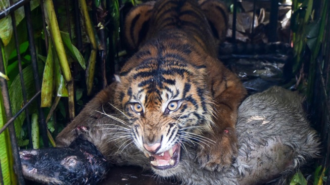 Seekor Harimau sumatera (Panthera tigris sumatrae) berada di kandang jebak bersama umpannya di Jorong Palimbatan, Nagari Pasie Laweh, Agam, Sumatera Barat, Rabu (12/8/2026). [ANTARA FOTO/Fitra Yogi/hma]