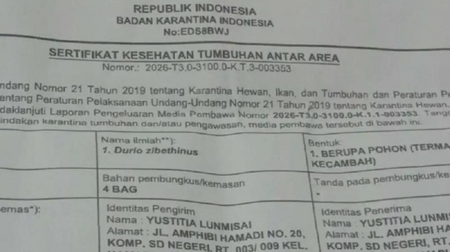 Bibit pohon durian yang dibawa dari Jakarta menuju Papua ditahan di Pelabuhan Makassar padahal dilengkapi dokumen resmi Badan Karantina [SuaraSulsel.id/Istimewa]