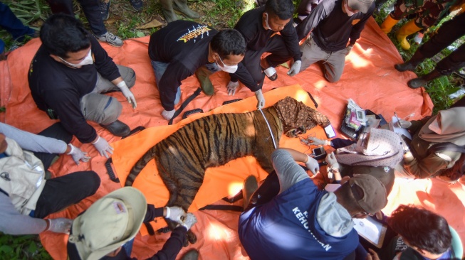 Tim dokter mengecek kondisi Harimau Sumatera (Panthera tigris sumatrae) yang sudah dibius di Jorong Palimbatan, Nagari Pasie Laweh, Agam, Sumatera Barat, Rabu (12/8/2026). [ANTARA FOTO/Fitra Yogi/hma]