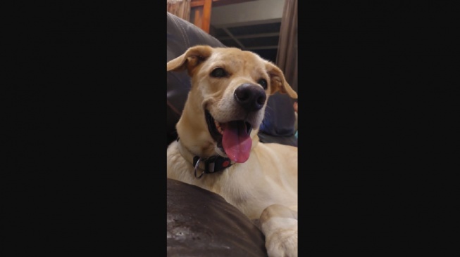 Anjing bernama John Wick yang mati usai diduga diracun orang tak bertanggungjawab di Bantul, Yogyakarta. (Dok: keluarga).