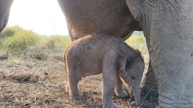 Kado Kemerdekaan dari Alam, Anak Gajah Sumatera Lahir di Sumsel