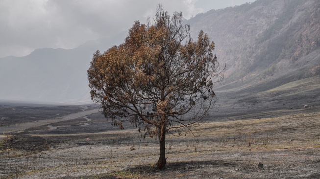 Kondisi pohon terdampak kebakaran hutan dan lahan di Taman Nasional Bromo Tengger Semeru (TNBTS), Jawa Timur, Kamis (20/8/2026). [ANTARA FOTO/Irfan Sumanjaya/nz]