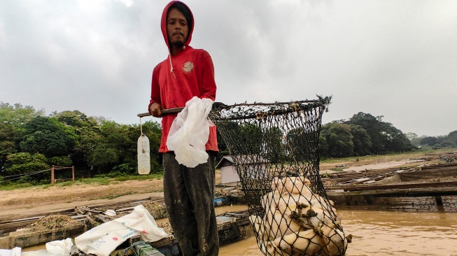 Petani mengangkat ikan yang mati dari keramba apung Sungai Batanghari, Pematang Jering, Muaro Jambi, Jambi, Kamis (20/8/2026). [ANTARA FOTO/Wahdi Septiawan/agr]
