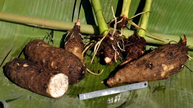Kimpul Mendadak Viral, Benarkah Umbi Lokal Ini Lebih Sehat dari Nasi?