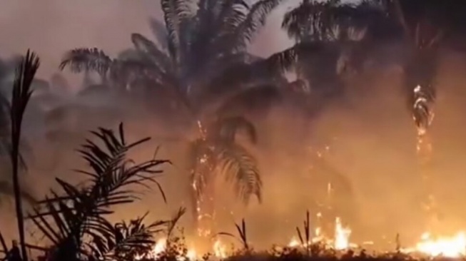 Kalimantan Belum Selesai, Karhutla Kini Kepung Papua Tengah: Api Makin Meluas