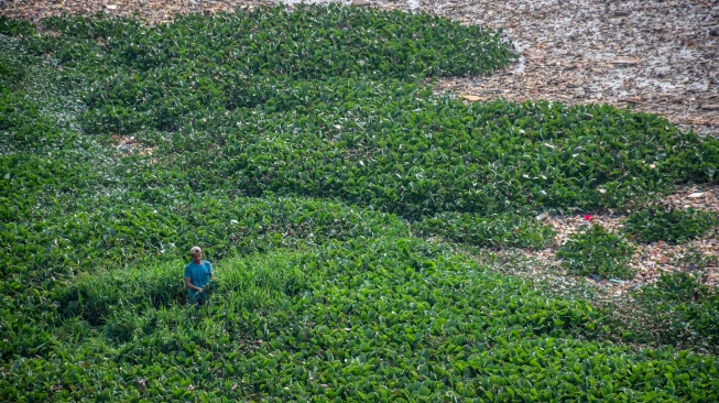 Warga mengambil rumput di Sungai Citarum yang debit airnya menyusut di Cihampelas, Kabupaten Bandung Barat, Jawa Barat, Jumat (21/8/2026). [ANTARA FOTO/Abdan Syakura/YU]
