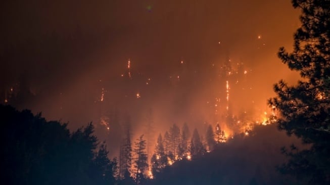 Darurat Karhutla Kalimantan: Saat Jutaan Manusia dan Satwa Endemik Berebut Ruang Napas