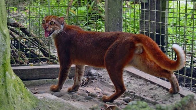 Kucing Merah di Ujung Tanduk: Hutan Kalimantan Terus Kehilangan Penghuninya