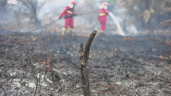 Petugas Manggala Agni Daops Bukit Tempurung memadamkan kebakaran hutan dan lahan (karhutla) di lahan gambut Desa Pandan Sejahtera, Tanjung Jabung Timur, Jambi, Selasa (25/8/2026). [ANTARA FOTO/Wahdi Septiawan/YU]