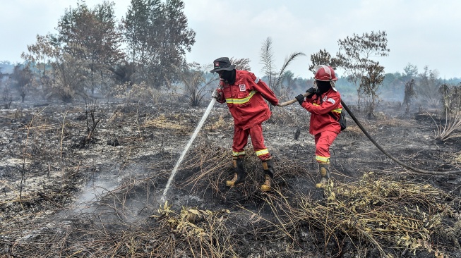 Petugas Manggala Agni Daops Bukit Tempurung memadamkan kebakaran hutan dan lahan (karhutla) di lahan gambut Desa Pandan Sejahtera, Tanjung Jabung Timur, Jambi, Selasa (25/8/2026). [ANTARA FOTO/Wahdi Septiawan/YU]