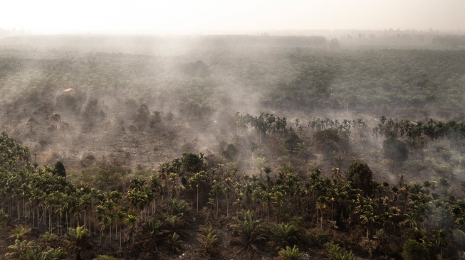 Foto udara asap mengepul dari kebun kelapa sawit dan pinang yang terbakar di Desa Pandan Sejahtera, Tanjung Jabung Timur, Jambi, Selasa (25/8/2026). [ANTARA FOTO/Wahdi Septiawan/YU]