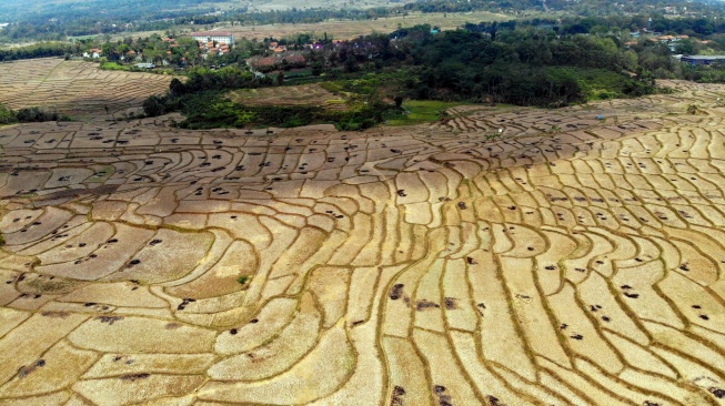 Foto udara persawahan yang kering terdampak musim kemarau di Desa Wening Galih, Jonggol, Kabupaten Bogor, Jawa Barat, Jumat (28/8/2026). [ANTARA FOTO/Yulius Satria Wijaya/bar]
