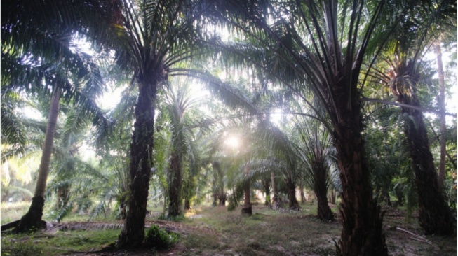Saatnya Aliansi Sawit Melindungi Petani Swadaya, Bukan Cuma Korporasi