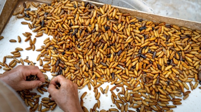 Ulat Sagu yang Dianggap Hama Ternyata Berpotensi Jadi Sumber Protein, Bagaimana Caranya?