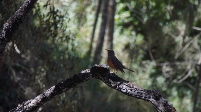 Seekor burung jenis Anis Gunung (Turdus javanicus) bertengger di batang pohon yang terdampak kebakaran di jalur pendakian Semeru, kawasan Taman Nasional Bromo Tengger Semeru (TNBTS), Lumajang, Jawa Timur, Selasa (1/9/2026). [ANTARA FOTO/Irfan Sumanjaya/tom] 