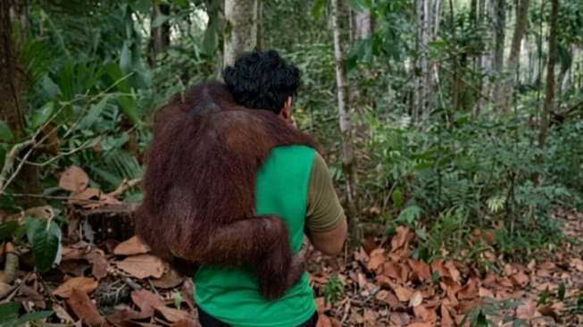 Karhutla Hancurkan 60 Persen Habitat Orang Utan Kalimantan