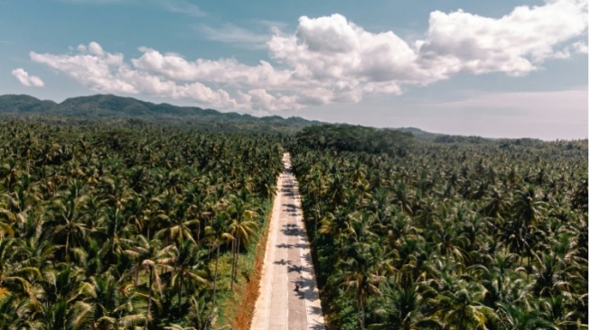 Sawit Bisa Dipanen dalam Hitungan Tahun, Hutan Butuh Generasi untuk Kembali