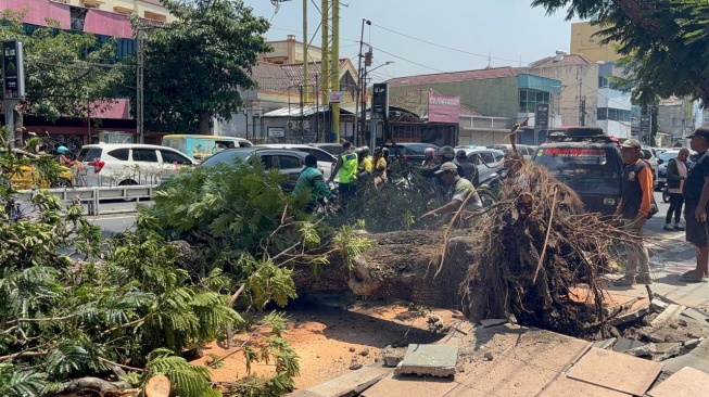Cuaca Cerah, Tiba-tiba Bruk! Pohon Tumbang di Pandanaran Semarang, Dua Pemotor Tewas