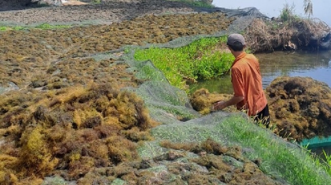 Dari Laut Sulawesi untuk Dunia: Perjalanan Rumput Laut Indonesia Menuju Material Masa Depan