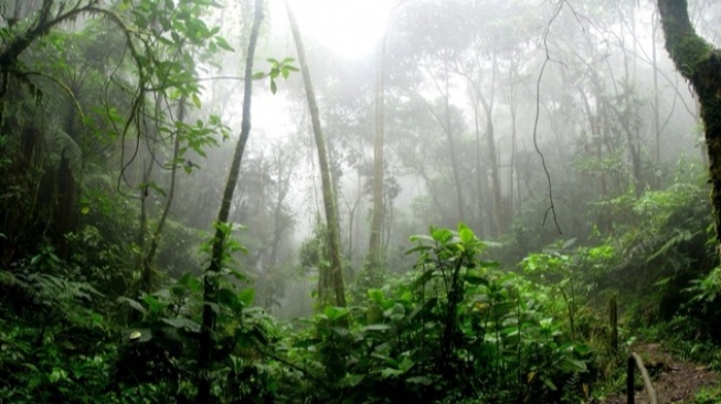 Bukan Sekadar Takhayul, Bagaimana Mitos Penunggu Hutan Punya Fungsi Konservasi