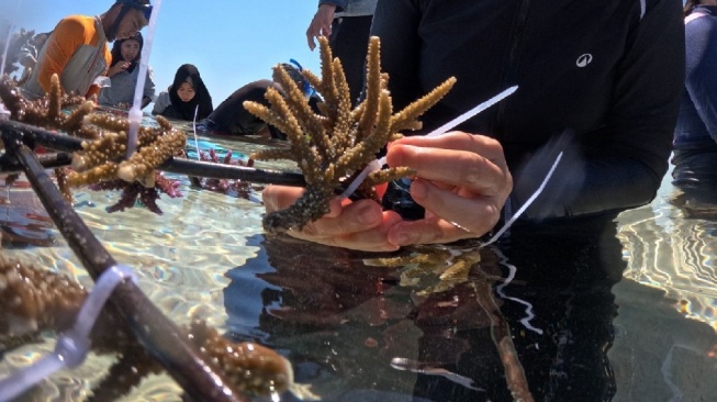 Menjaga Keindahan Laut Labuan Bajo, Ketika Terumbu Karang Jadi Harapan Masyarakat Pulau Messah
