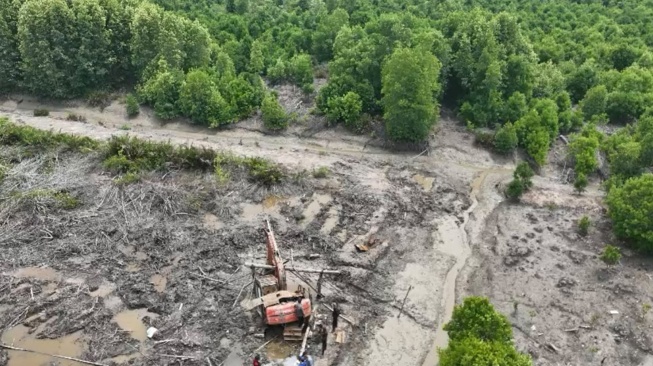 Polisi Tangkap Tersangka Perusakan Hutan Mangrove 111 Hektare di Dumai