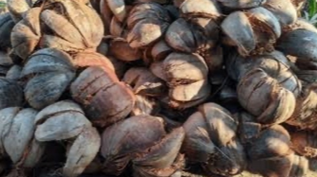 Limbah Sabut Kelapa Berpotensi Bikin Jalan Lebih Kuat dan Ramah Lingkungan; Bagaimana Caranya?