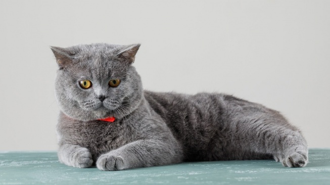 150 Nama Kucing Jantan Pembawa Rezeki dan Keberuntungan, Majikan Anabul Auto Hoki!
