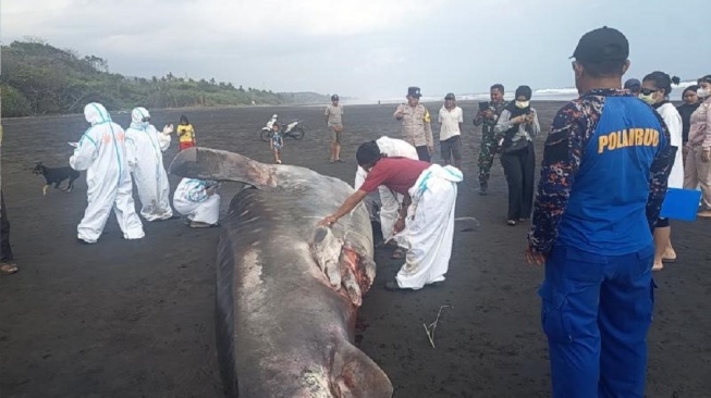Seekor hiu paus ditemukan terdampar di perairan dangkal Pantai Pengeragoan, Banjar Pengeragoan Dauh Tukad, Desa Pengeragoan, Kecamatan Pekutatan, Kabupaten Jembrana, Bali, Sabtu (12/9/2026) [SuaraBali.id/Polres Jembrana]