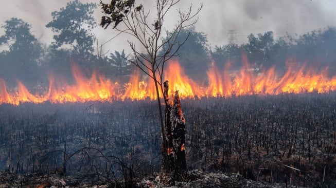 Api membakar lahan di Desa Rambutan, Kecamatan Indralaya Utara, Kabupaten Ogan Ilir (OI), Sumatera Selatan, Sabtu (12/9/2026). [ANTARA FOTO/Nova Wahyudi/tom]