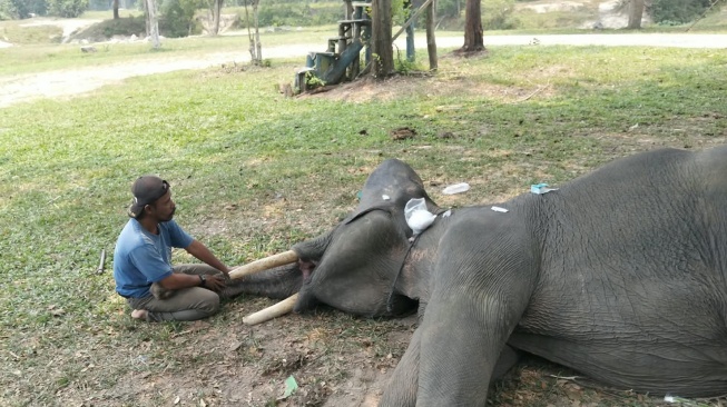 Gajah di PLG Minas Mati, Sempat Berjuang Melawan Sakit