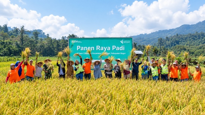 Petani Milenial di Pulau Obi Panen 8,3 Ton Padi per Hektare