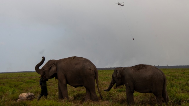 Dua ekor gajah sumatra (Elephas maximus sumatranus) mencari makan di dekat lokasi kebakaran hutan di Pusat Konservasi Gajah (PKG) Jalur 21 Padang Sugihan, Kabupaten Banyuasin, Sumatera Selatan, Kamis (17/9/2026). [ANTARA FOTO/Nova Wahyudi/kye]