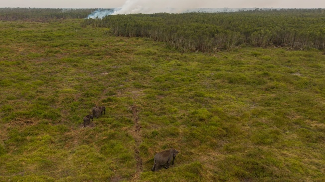 Foto udara empat ekor gajah sumatra (Elephas maximus sumatranus) mencari makan di dekat lokasi kebakaran hutan di Pusat Konservasi Gajah (PKG) Jalur 21 Padang Sugihan, Kabupaten Banyuasin, Sumatera Selatan, Kamis (17/9/2026). [ANTARA FOTO/Nova Wahyudi/kye]