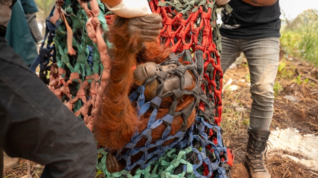 Anggota tim medis Yayasan Inisiasi Alam Rehabilitasi Indonesia (YIARI) mengevakuasi induk orangutan yang terjebak di area perkebunan kelapa sawit, Desa Pelang, Kecamatan Matan Hilir Selatan, Kabupaten Ketapang, Kalimantan Barat, Jumat (18/9/2026). [ANTARA FOTO/HO/YIARI/Heribertus Suciadi/jhw/YU]
