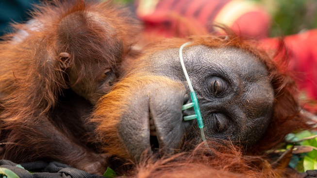 Induk orangutan dipeluk anaknya saat mendapat bantuan oksigen saat dievakuasi dari area perkebunan kelapa sawit di Desa Pelang, Kecamatan Matan Hilir Selatan, Kabupaten Ketapang, Kalimantan Barat, Jumat (18/9/2026). [ANTARA FOTO/HO/YIARI/Heribertus Suciadi/jhw/YU]