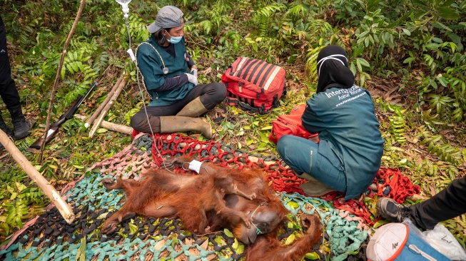 Anggota tim medis Yayasan Inisiasi Alam Rehabilitasi Indonesia (YIARI) memeriksa induk dan anak orangutan yang terjebak di area perkebunan kelapa sawit di Desa Pelang, Kecamatan Matan Hilir Selatan, Kabupaten Ketapang, Kalimantan Barat, Jumat (18/9/2026). [ANTARA FOTO/HO/YIARI/Heribertus Suciadi/jhw/YU]