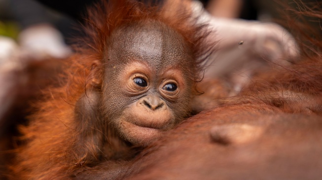 Anak orangutan memeluk induknya yang mendapat bantuan oksigen saat dievakuasi dari area perkebunan kelapa sawit di Desa Pelang, Kecamatan Matan Hilir Selatan, Kabupaten Ketapang, Kalimantan Barat, Jumat (18/9/2026). [ANTARA FOTO/HO/YIARI/Heribertus Suciadi/jhw/YU]