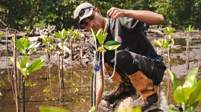 Ilustrasi rehabilitasi mangrove.