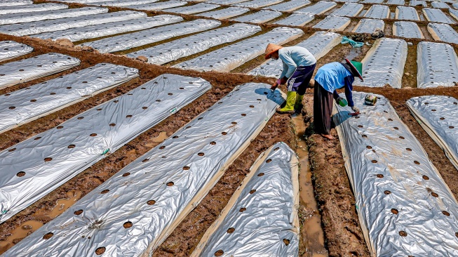 Petani menanam mentimun di lereng Gunung Lawu, Magetan, Jawa Timur, Selasa (22/9/2026). [ANTARA FOTO/Muhammad Mada/wsj]