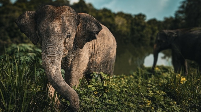 Kebakaran Hutan Kepung Habitat Gajah Sumatra, Populasinya Kian Kritis