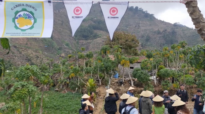 Kunjungan para peserta Uji Jalur GI Tourism ke kebun carica di Dataran Tinggi Dieng. (Suara.com/CNR ukirsari)
