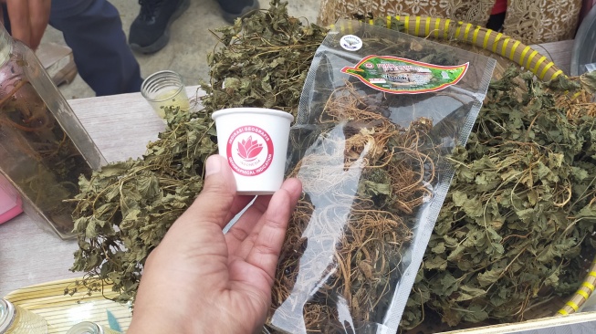 Tanaman herbal purwaceng kondisi kering setelah proses pengeringan dalam oven. (Suara.com/CNR ukirsari)