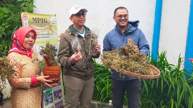 Fajar Sulaeman Taman, Direktur Merek dan Indikasi Geografis di Direktorat Jenderal Kekayaan Intelektual (DJKI) Kementerian Hukum (paling kanan), Arie Ardian Rishadi, Direktur Direktorat Penegakan Hukum DJKI (tengah), serta Uswatun Hasanah, Ketua MPIG tanaman herbal Purwaceng di Dieng (paling kiri) dalam seremoni menanam kopi di Dieng. (Suara.com/CNR ukirsari)(Suara.com/CNR ukirsari)