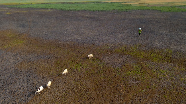 Foto udara warga menggembala kambing di dasar Waduk Cipancuh yang mengering di Haurgeulis, Indramayu, Jawa Barat, Minggu (27/9/2026). [ANTARA FOTO/Dedi Suwidiantoro/sgd]